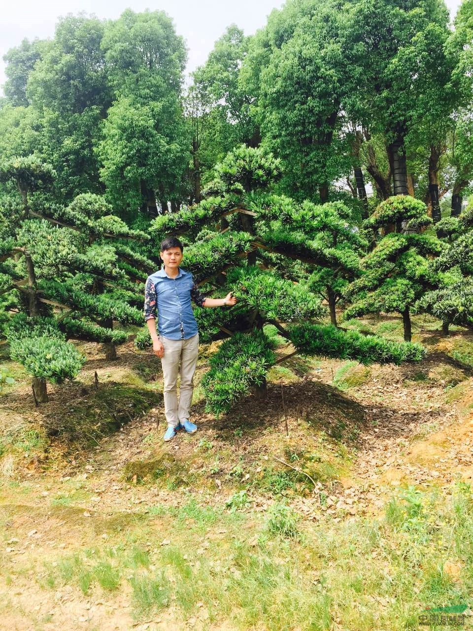 湖南瀏陽(yáng)造型羅漢松質(zhì)優(yōu)價(jià)穩(wěn) 